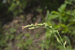 Hairy Lettuce, Lactuca hirsuta