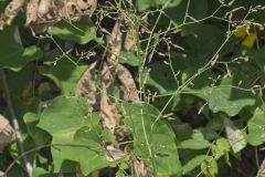 Hairy Lettuce, Lactuca hirsuta