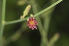 Hairy Lettuce, Lactuca hirsuta