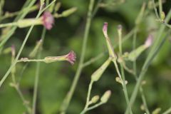 Hairy Lettuce, Lactuca hirsuta