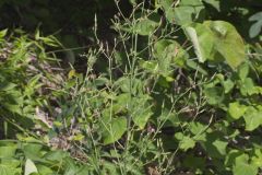 Hairy Lettuce, Lactuca hirsuta