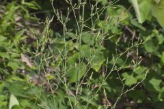Hairy Lettuce, Lactuca hirsuta