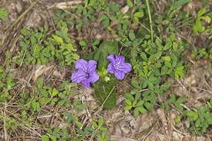 Hairy Wild Petunia, Ruellia humilis