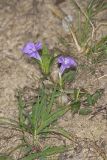 Hairy Wild Petunia, Ruellia humilis
