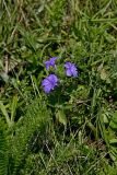 Hairy Wild Petunia, Ruellia humilis