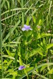 Hairy Wild Petunia, Ruellia humilis