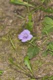 Hairy Wild Petunia, Ruellia humilis