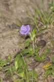 Hairy Wild Petunia, Ruellia humilis