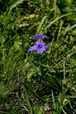 Hairy Wild Petunia, Ruellia humilis