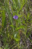 Hairy Wild Petunia, Ruellia humilis