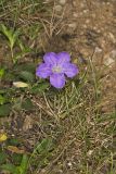Hairy Wild Petunia, Ruellia humilis