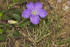 Acanthaceae, Ruellia Family