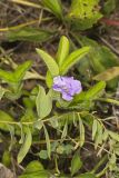 Hairy Wild Petunia, Ruellia humilis