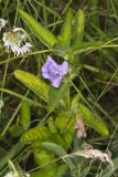 Hairy Wild Petunia, Ruellia humilis