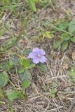Hairy Wild Petunia, Ruellia humilis