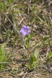 Hairy Wild Petunia, Ruellia humilis