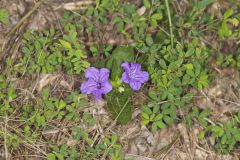 Hairy Wild Petunia, Ruellia humilis