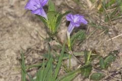 Hairy Wild Petunia, Ruellia humilis