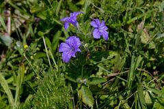Hairy Wild Petunia, Ruellia humilis