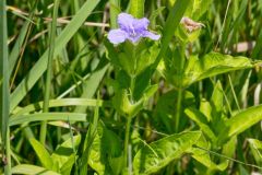 Hairy Wild Petunia, Ruellia humilis
