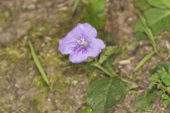 Hairy Wild Petunia, Ruellia humilis