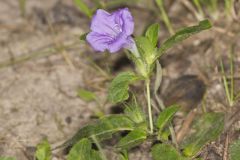 Hairy Wild Petunia, Ruellia humilis