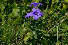 Hairy Wild Petunia, Ruellia humilis