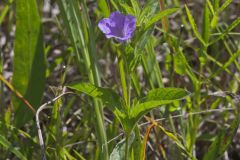Hairy Wild Petunia, Ruellia humilis