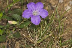 Hairy Wild Petunia, Ruellia humilis