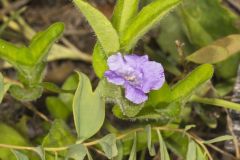 Hairy Wild Petunia, Ruellia humilis