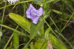 Hairy Wild Petunia, Ruellia humilis