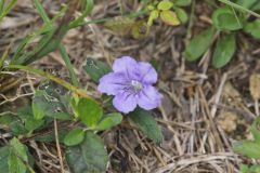 Hairy Wild Petunia, Ruellia humilis