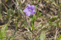 Hairy Wild Petunia, Ruellia humilis