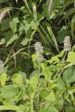 Hairy Woodmint, Blephilia hirsuta