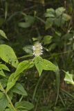 Hairy Woodmint, Blephilia hirsuta