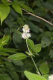 Hairy Woodmint, Blephilia hirsuta