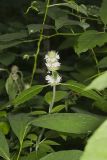 Hairy Woodmint, Blephilia hirsuta