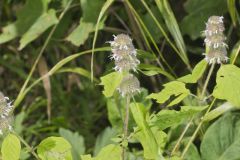 Hairy Woodmint, Blephilia hirsuta