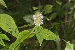 Hairy Woodmint, Blephilia hirsuta