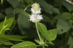 Hairy Woodmint, Blephilia hirsuta Hairy Woodmint, Blephilia hirsuta