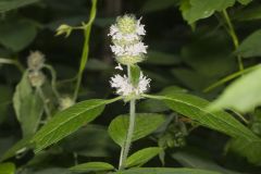Hairy Woodmint, Blephilia hirsuta