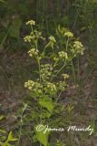 Hairyjoint Meadowparsnip, Thaspium chapmanii