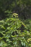 Hairyjoint Meadowparsnip, Thaspium chapmanii