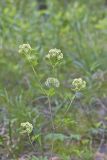 Hairyjoint Meadowparsnip, Thaspium chapmanii