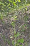 Hairyjoint Meadowparsnip, Thaspium chapmanii