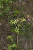 Hairyjoint Meadowparsnip, Thaspium chapmanii