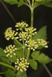 Hairyjoint Meadowparsnip, Thaspium chapmanii