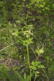 Hairyjoint Meadowparsnip, Thaspium chapmanii