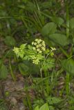 Hairyjoint Meadowparsnip, Thaspium chapmanii