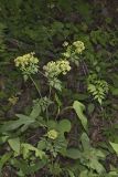 Hairyjoint Meadowparsnip, Thaspium chapmanii